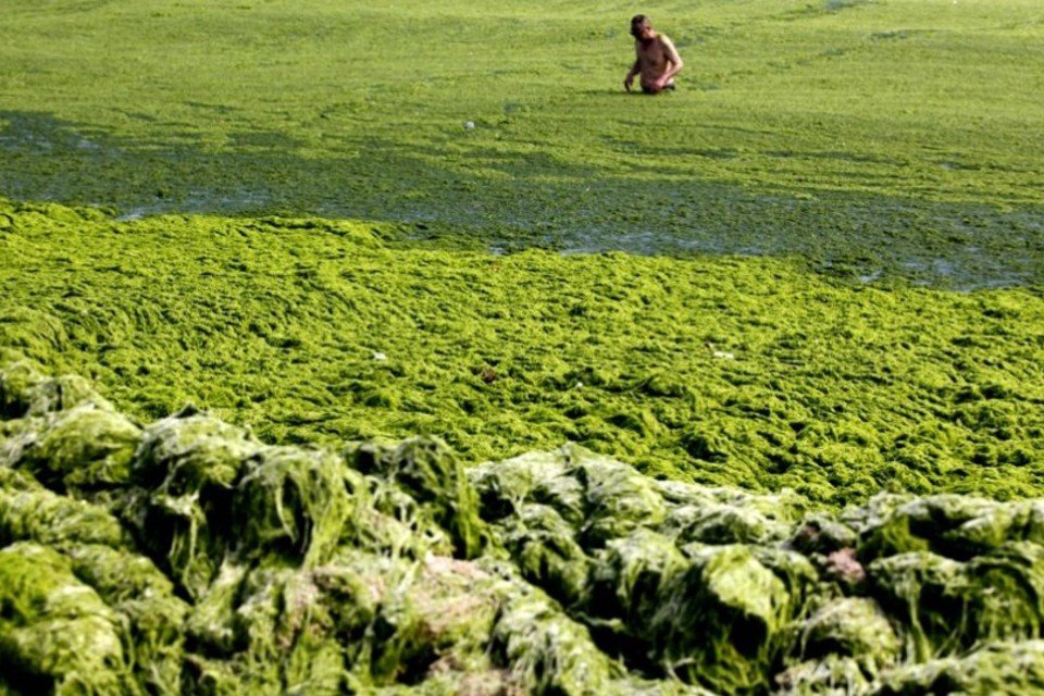 9 fotos mostram maior invasão de algas na China