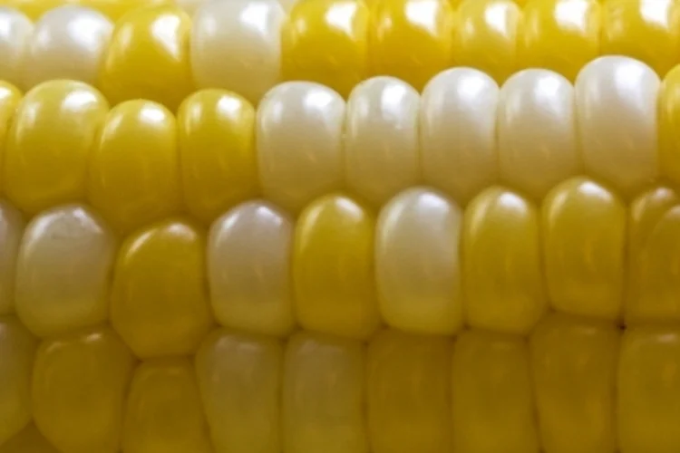 
	Milho geneticamente modificado: movimento do USDA &eacute; um passo no processo de muitos anos necess&aacute;rio para uma empresa comercializar variedades de sementes geneticamente modificadas
 (sxc.hu)