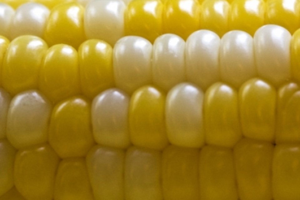 USDA abre caminho para novo milho transgênico da Monsanto