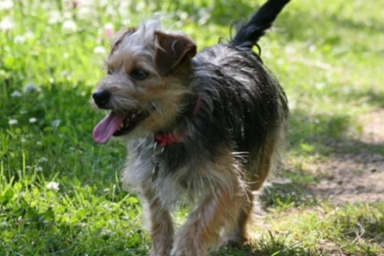 Cachorro: vereador de São Paulo estima que haja 2 milhões de pets abandonados nas ruas da capital paulista (BeverlyLR/Divulgação)