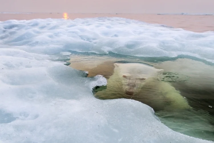 Urso (Paul Souders)
