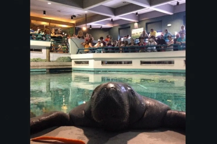 Aniversário do Snooty (Instagram/southflmuseum)