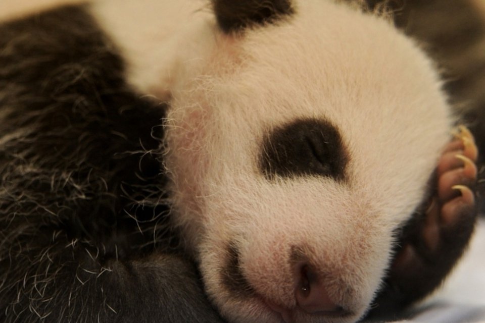 15 fotos de filhotes de pandas que vão te "matar" de fofura