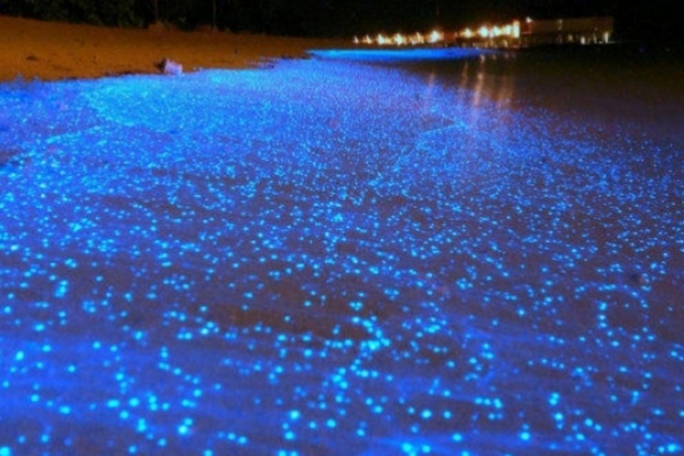 Fenômeno natural deixa praia como um céu estrelado