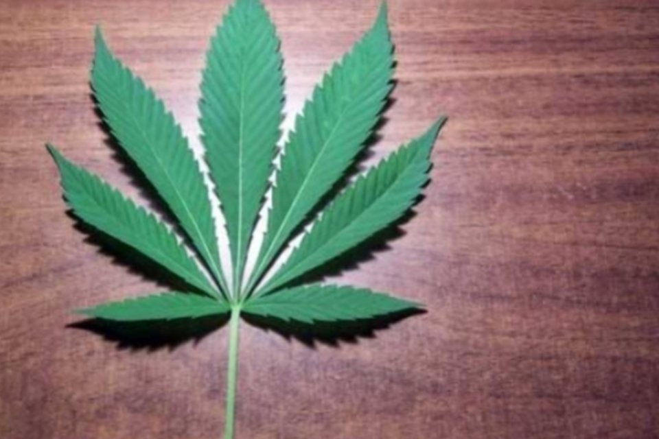4 usos ecológicos inusitados da Cannabis
