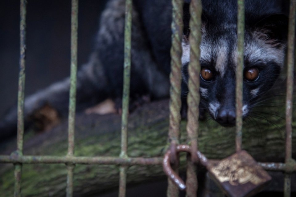 A crueldade animal que vem oculta no café de quase R$ 1000