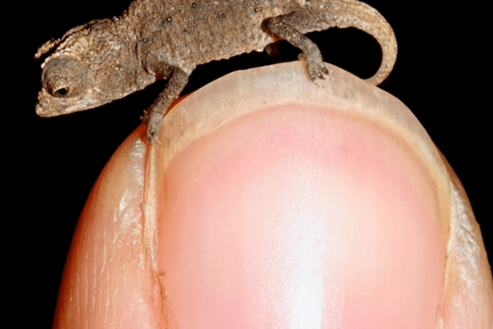 Um pequeno animal com um grande número de pequenos objetos em cima dele.