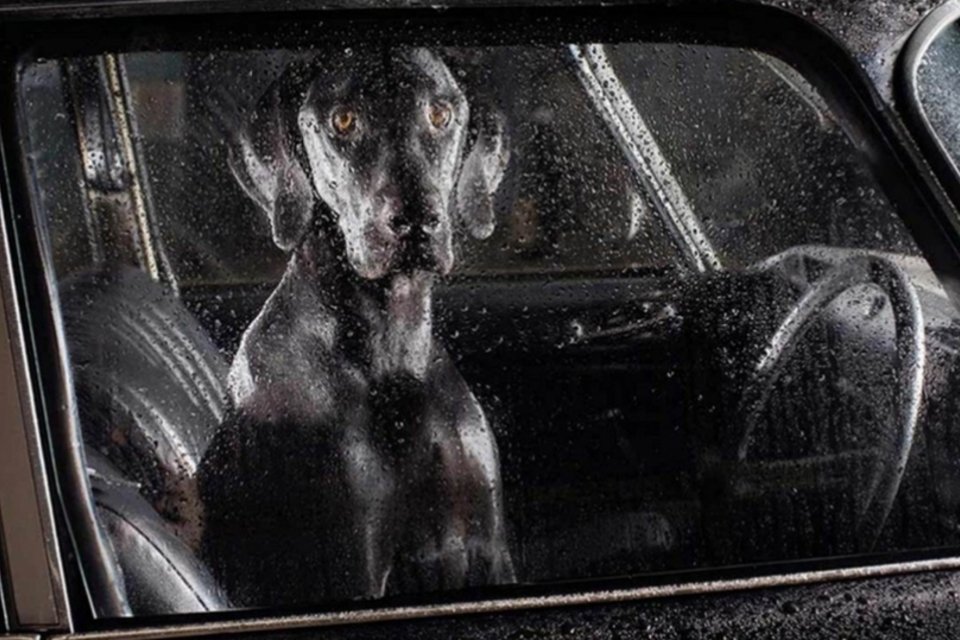 8 fotos de cães aguardando seus donos no carro