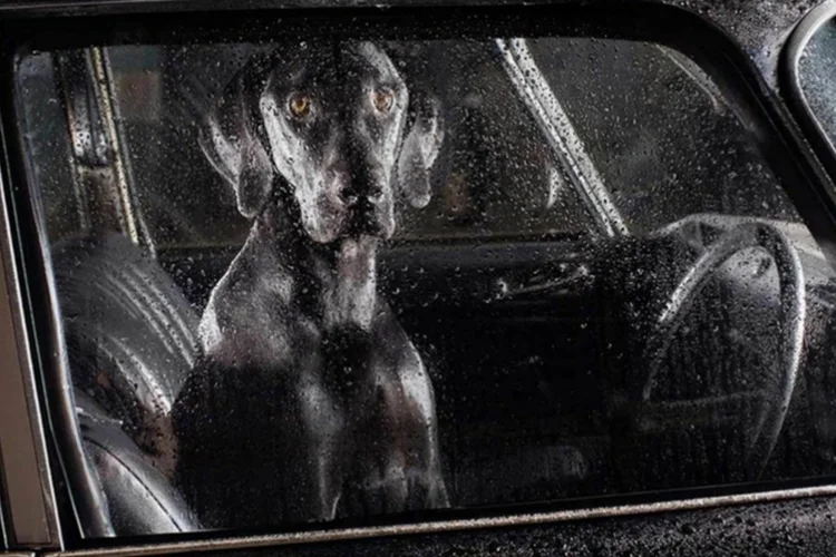 cachorro (Divulgação / Martin Usborne)