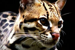 Jaguatirica mantida em cativeiro como tiktoker é resgatada pelo Ibama no Pará