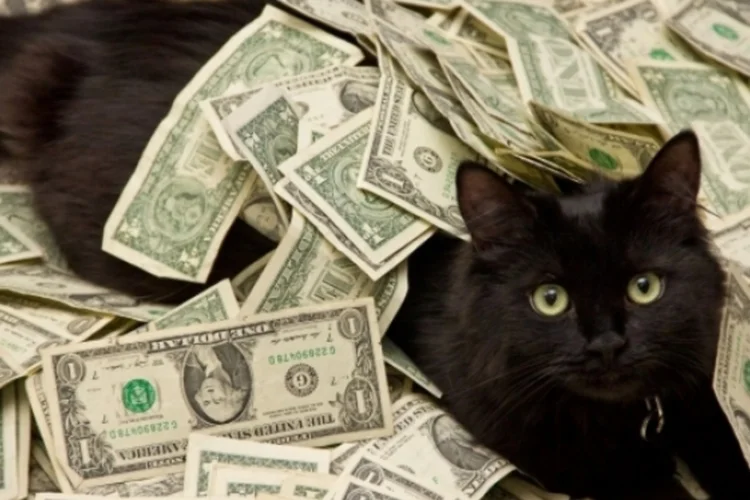 CashCats (Reprodução / Tumblr)