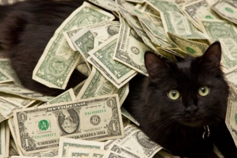 Tumblr traz gatos 'agregando valor' às próprias fotos