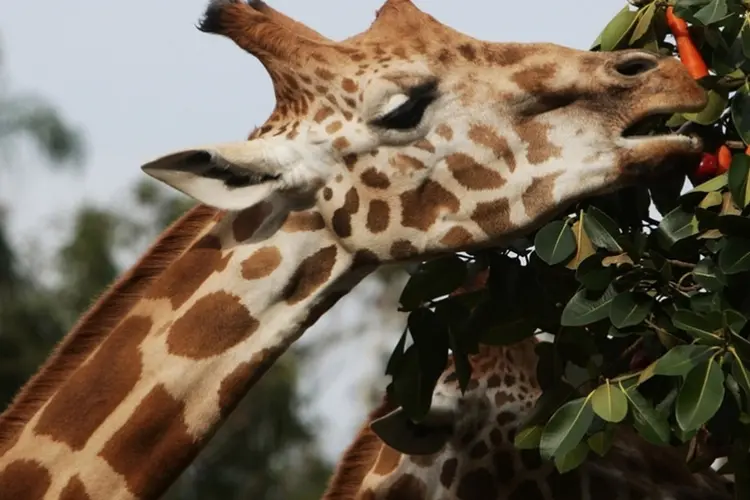 Girafa: sua população caiu abaixo de 100.000 em 2015 (Getty Images)