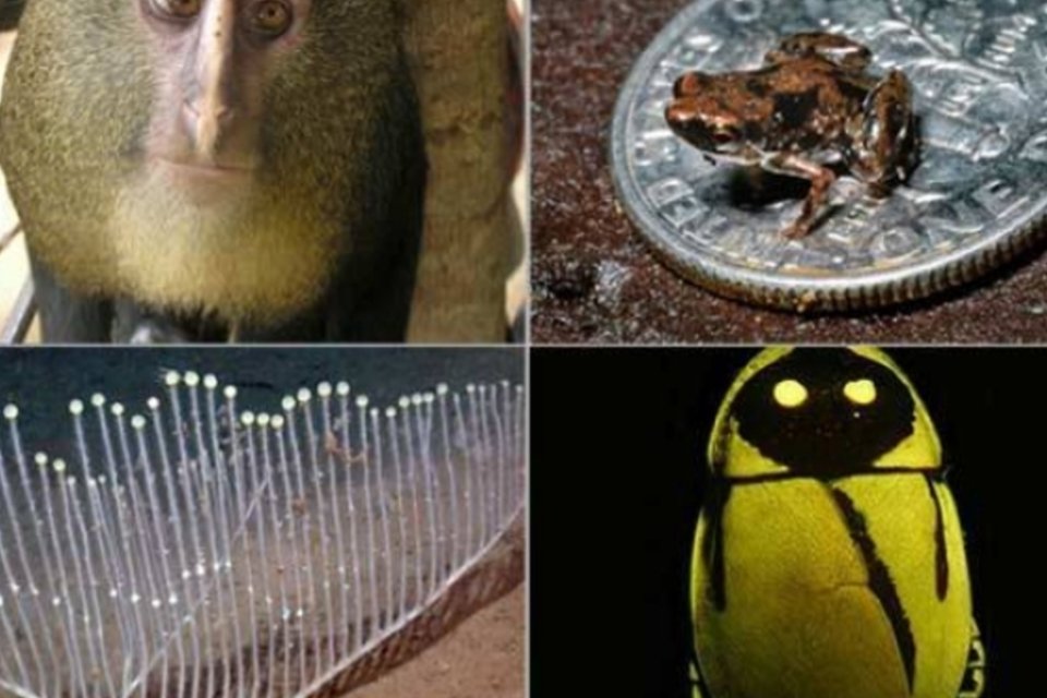 As 10 novas espécies mais fascinantes do mundo