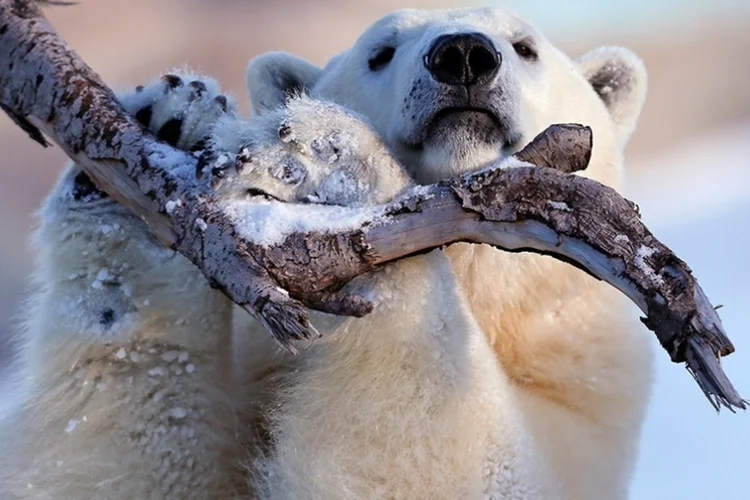As melhores fotos de animais de 2014, segundo a Reuters ( REUTERS/Mathieu Belanger)