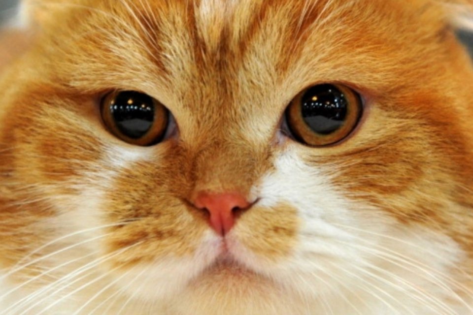 10 fotos de gatos vestindo meia-calça