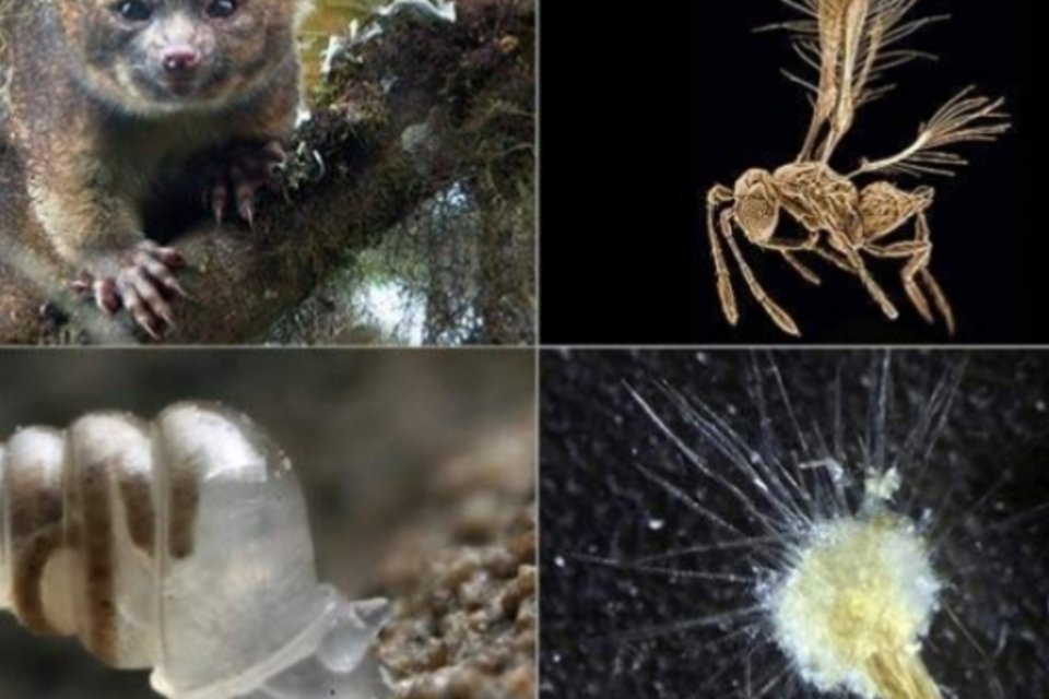 As 10 espécies recém-descobertas mais surpreendentes