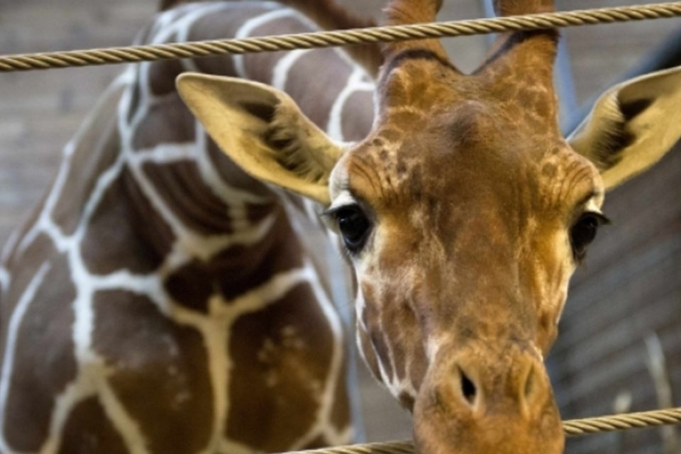 O triste fim da girafa Marius