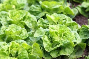 No deserto mais seco do mundo, cientistas conseguem cultivar alface