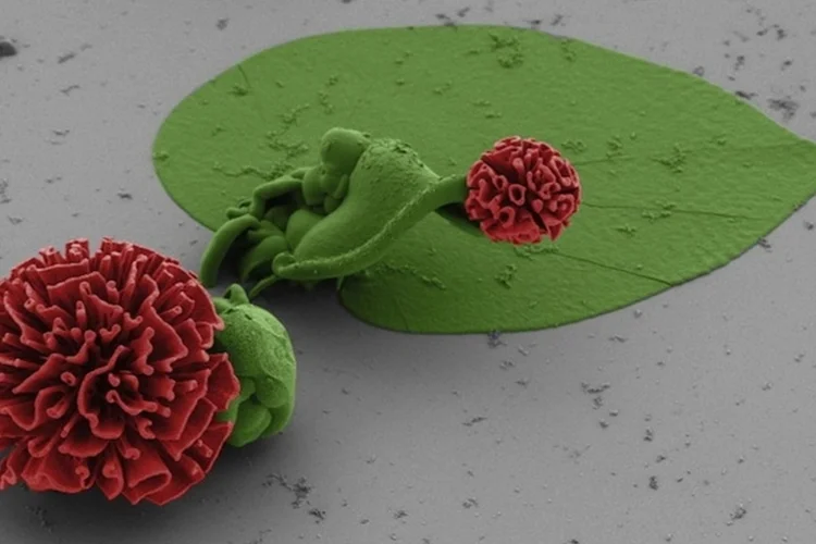 flores microscópicas (Universidade de Harvard/Noorduin. et al)
