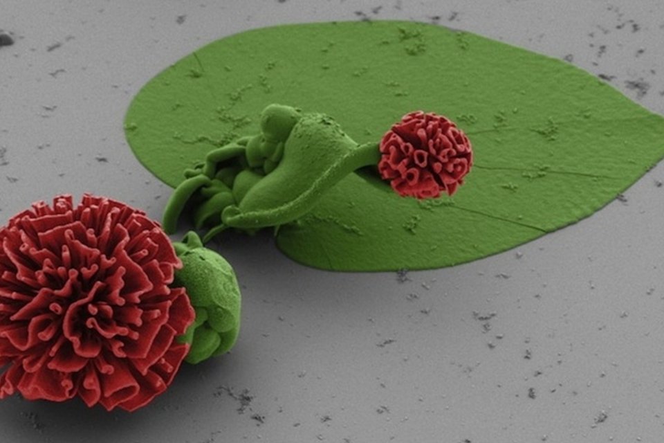 10 imagens mostram flores microscópicas feitas com cristais