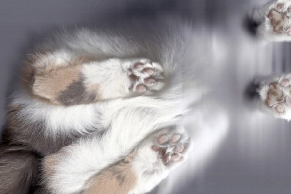 Site reúne imagens de gatos escaneados