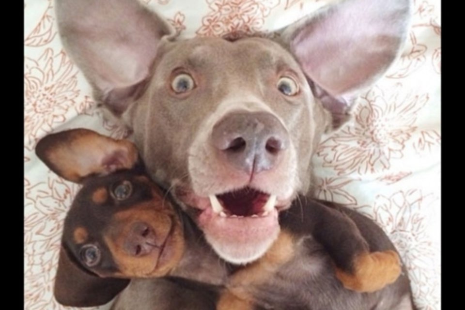 Os 10 melhores perfis de cachorros no Instagram em 2013
