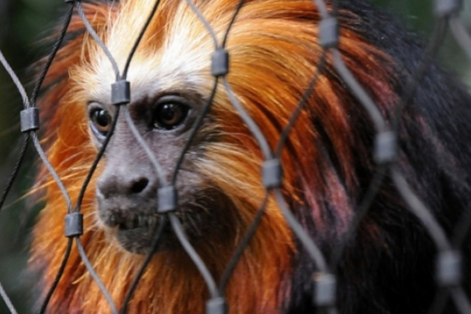 Como seria viver em um mundo sem animais? Veja as consequências