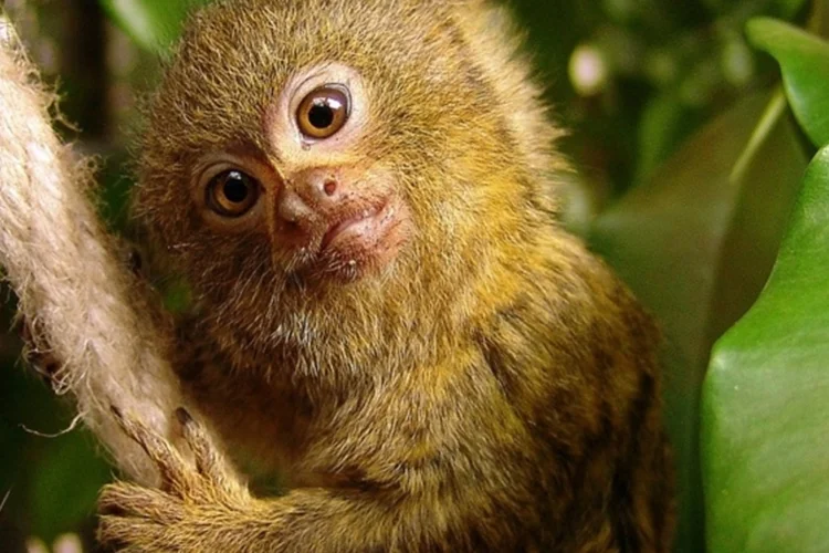 Macacos: os animais são hospedeiros da febre amarela silvestre (Joachim S. Müller/Flickr/Flickr)