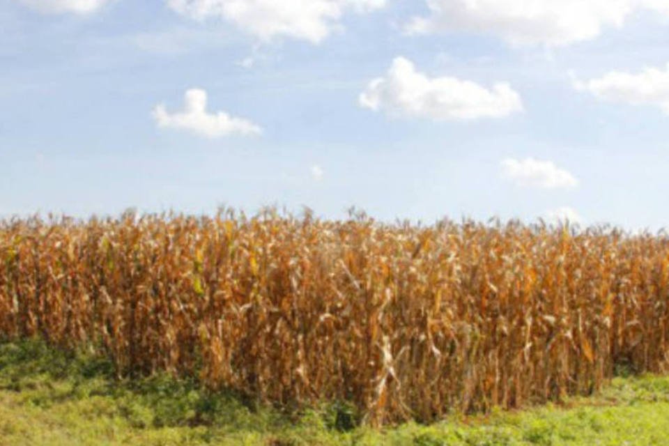 UE reduz previsão de produtividade de milho em 2015