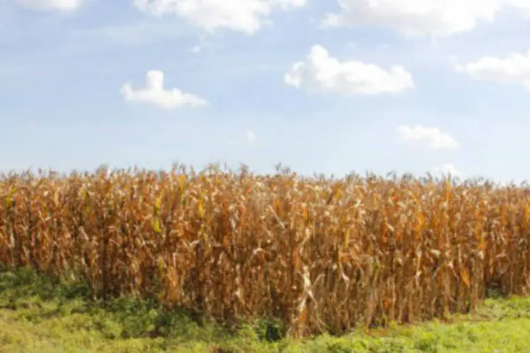 
	Planta&ccedil;&atilde;o de milho: estoques de milho nos EUA foram estimados em 1,631 bilh&atilde;o de bushels
 (Marcos Santos/USP Imagens)