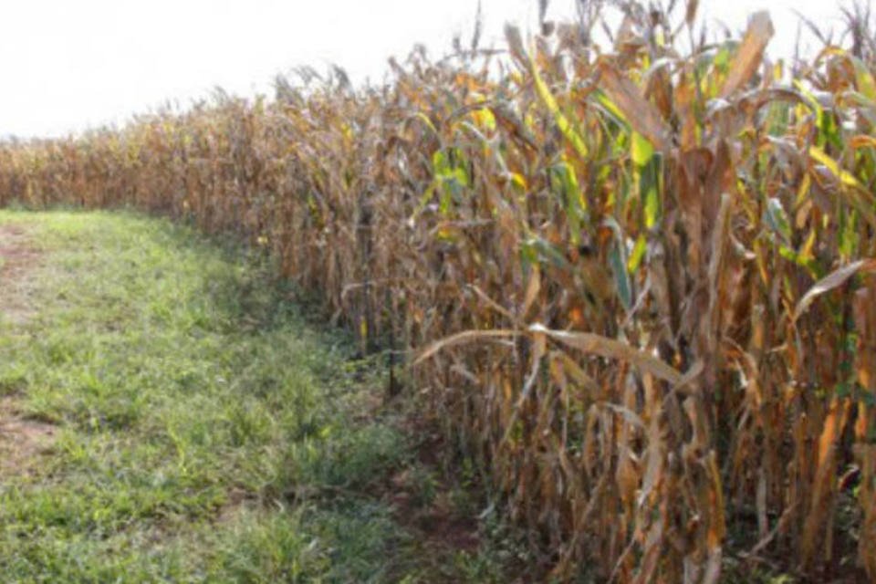 DF tem potencial para ser polo agroindustrial