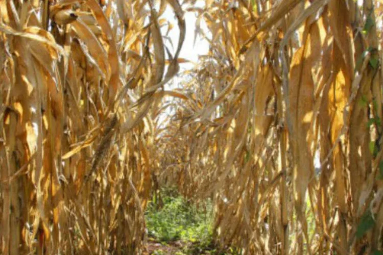 
	Planta&ccedil;&atilde;o de milho: cerca de 40 por cento da &aacute;rea plantada com milho ver&atilde;o j&aacute; foram colhidos no centro-sul do Brasil
 (Marcos Santos/USP Imagens)