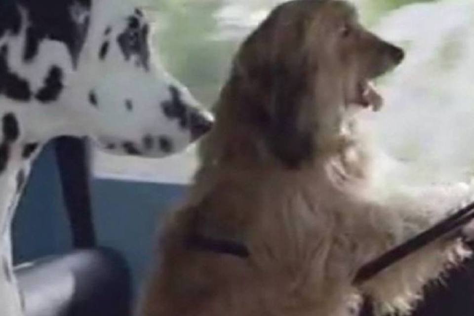 Primeiro comercial feito para cães vai ao ar na TV britânica