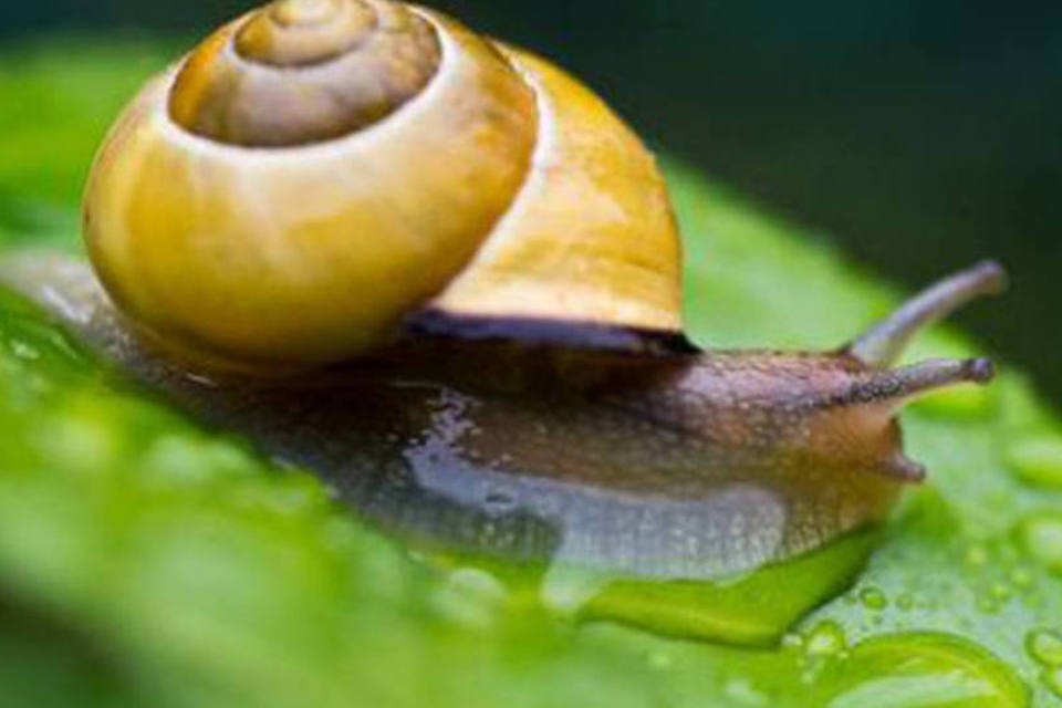 Descoberto um caracol que teme mais a luz que os predadores