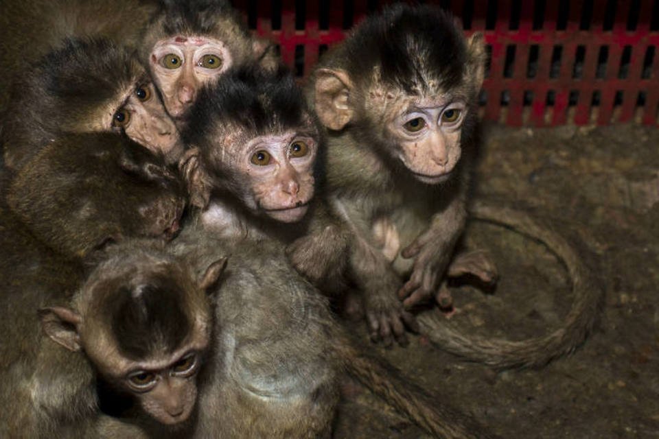 Cientistas usam macacos transgênicos para combater autismo