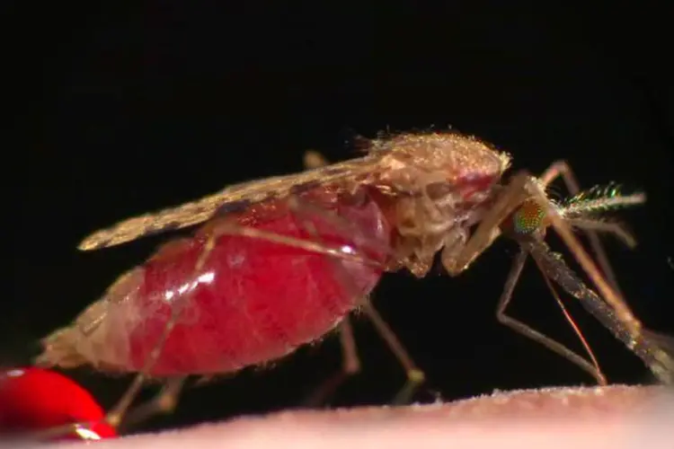 
	Mosquito: menos de 1% dos humanos infectados ficam gravemente doentes
 (thegatesnotes/Youtube)
