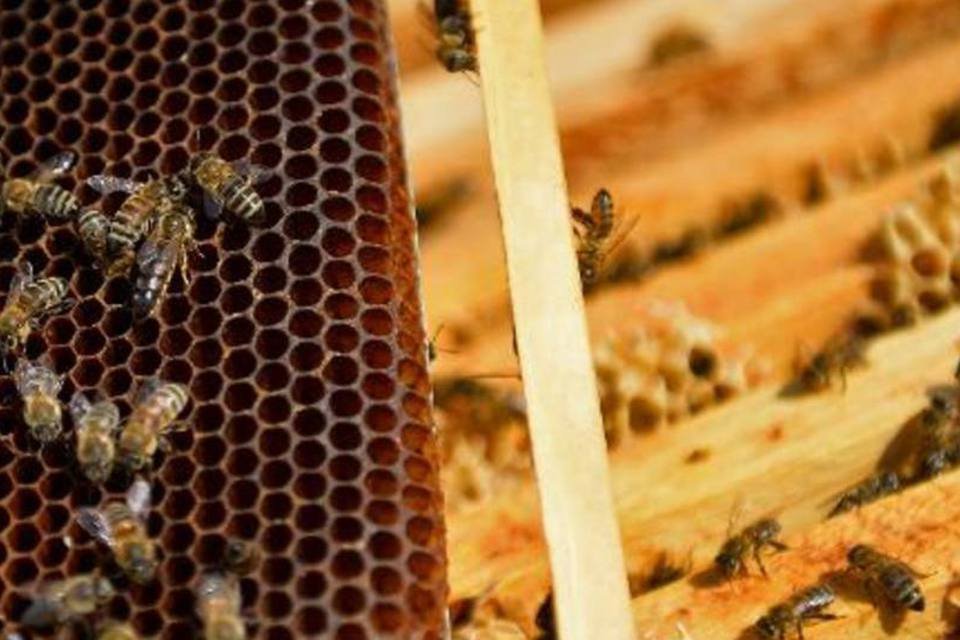 As abelhas ajudam a medicina na Romênia