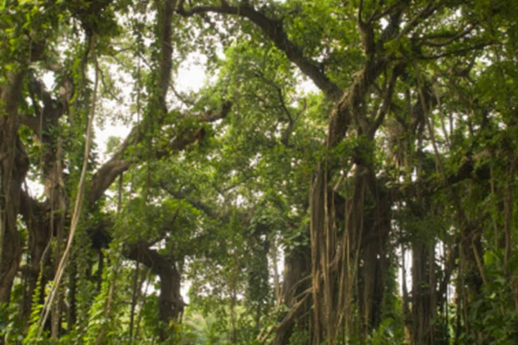 Floresta: fundos irão para os países recebedores quando eles puderem provar ter reduzido emissões de carbono sem prejudicar comunidades locais ou a biodiversidade (Getty Images)