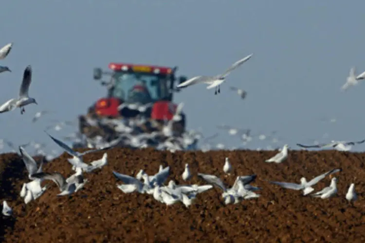 
	Agricultura: produtividade avan&ccedil;ou a uma taxa anual de 3,0 por cento, ap&oacute;s aumentar 1,8 por cento no segundo trimestre
 (Getty Images)