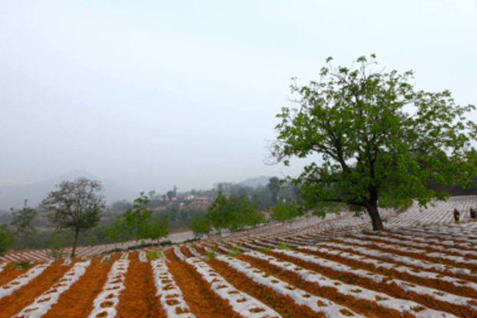 3 mi hectares estão poluídos demais para plantio na China