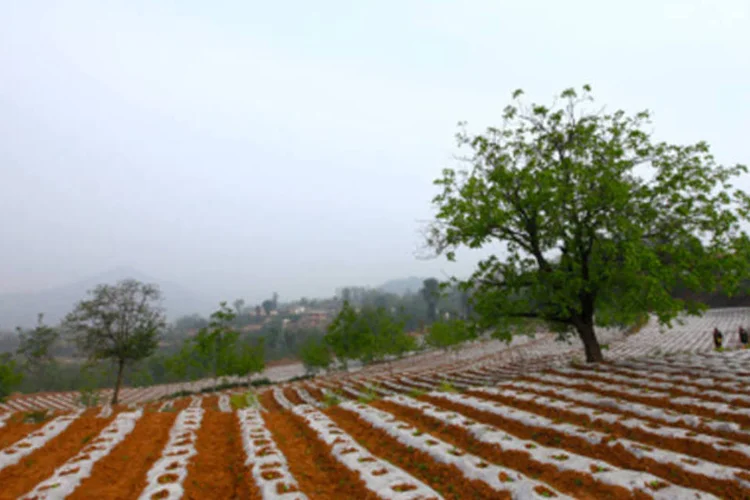 Agricultura: os fundos serão 78% superiores aos do ano passado (foto/Getty Images)