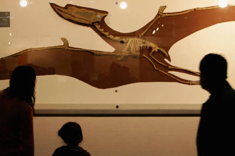 
	Visitantes olham f&oacute;sseis em um museu na China: Opera&ccedil;&atilde;o Munique, como foi chamada a&ccedil;&atilde;o, teve in&iacute;cio h&aacute; um ano
 (China Photos/Getty Images)