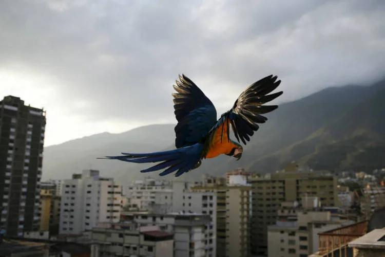 
	Venezuela: enquanto isso, Brasil e Argentina tentavam promover um di&aacute;logo
 (Reuters)