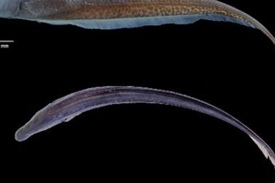 Descoberta na Guiana nova espécie de peixe elétrico