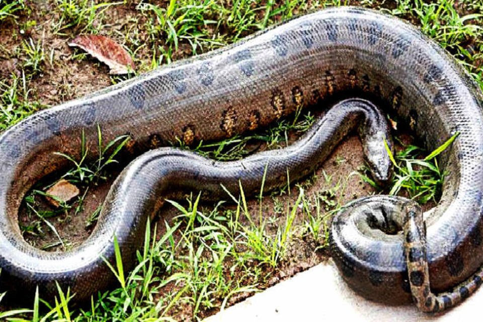 
	Sucuri: cobra pode alcan&ccedil;ar cerca de 8 metros na vida adulta
 (Wagnermeier/Wikimedia)