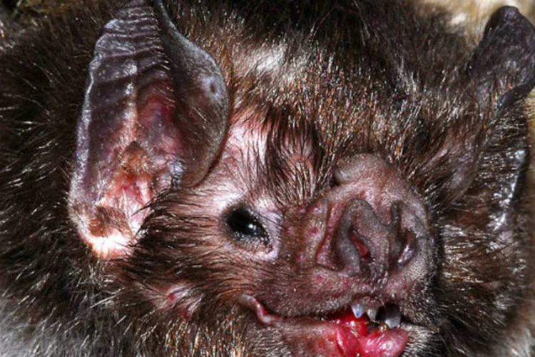 
	Um morcego vampiro comum Desmodus rotundus, na Fazenda Canchim, Brasil: h&aacute; risco tamb&eacute;m de ataque a pessoas
 (Wikimedia Commons)