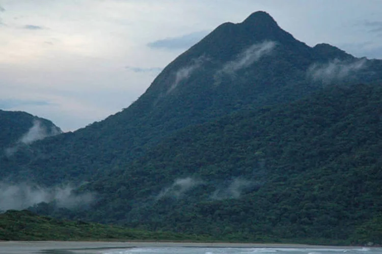 
	Parque Estadual da Ilha do Cardoso: governo tem R$ 144 milh&otilde;es dispon&iacute;veis em caixa para serem investidos nas unidades de conserva&ccedil;&atilde;o
 (Wikimedia Commons/Vitormotomura)