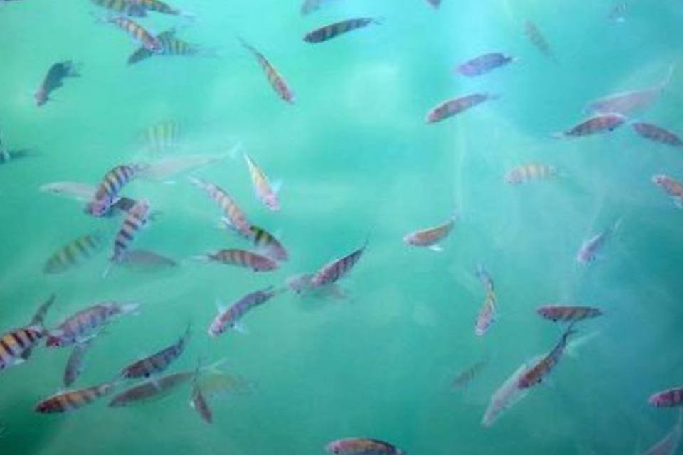Rede da Aquicultura das Américas será lançada hoje