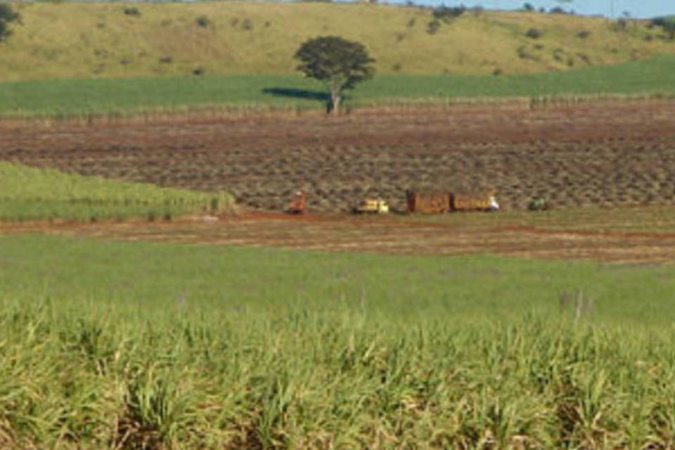 Levedura selecionada sem queima da cana melhora produção